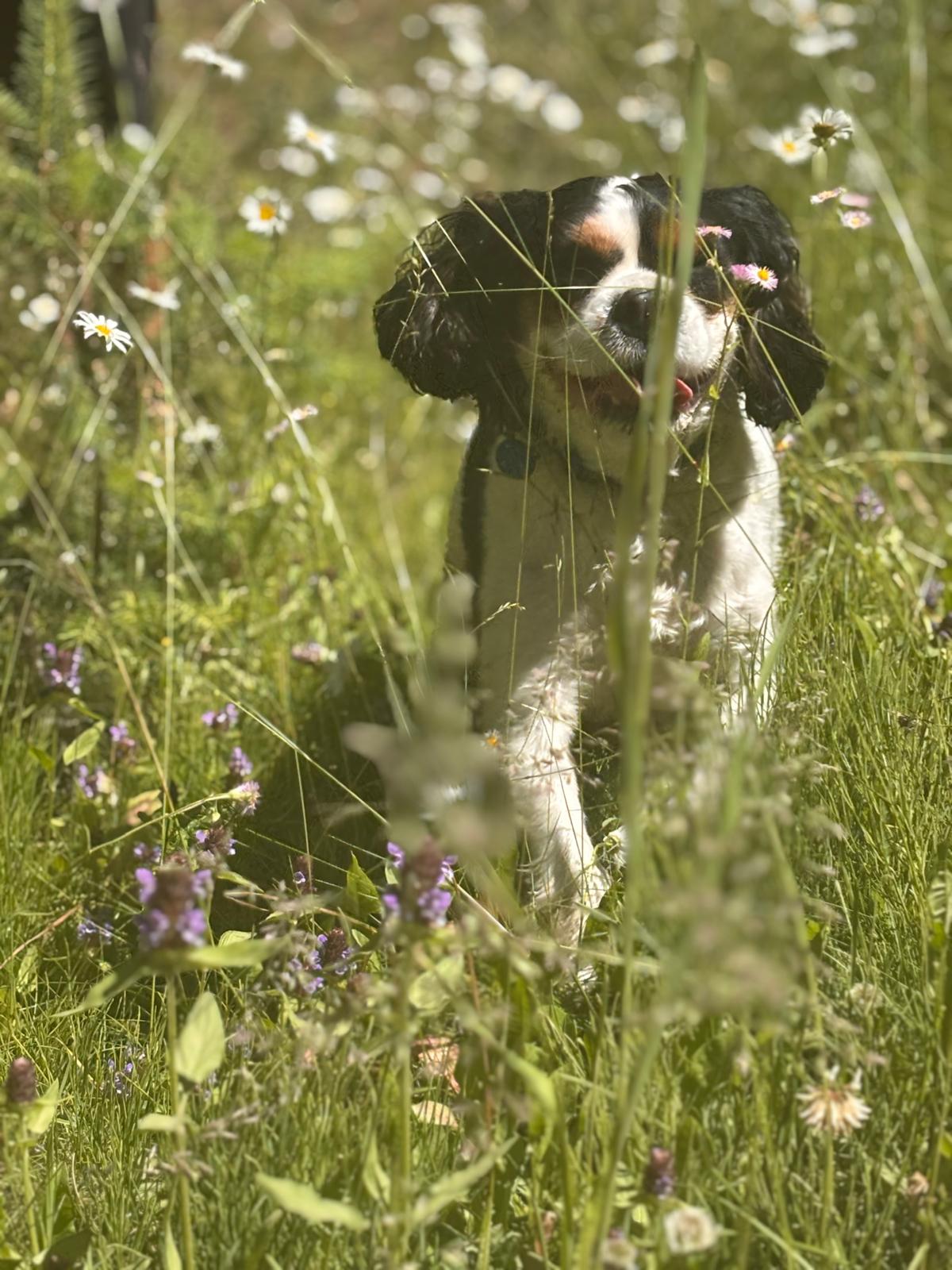 Okanagan K-9 Adventures - Dog Adventure Services | Hiking & Outdoor ...